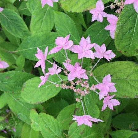 Hydrangea serrata Prolifera (Shiro Fuji) 1