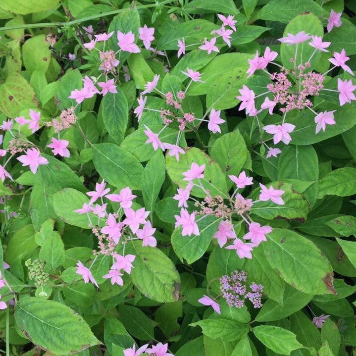 Hydrangea serrata Prolifera (Shiro Fuji) 2