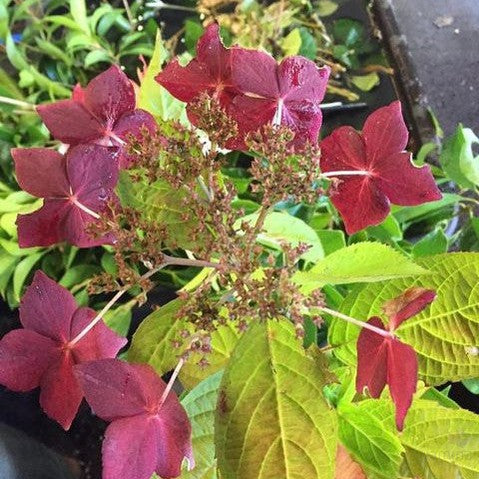 Hydrangea serrata Rosalba 1