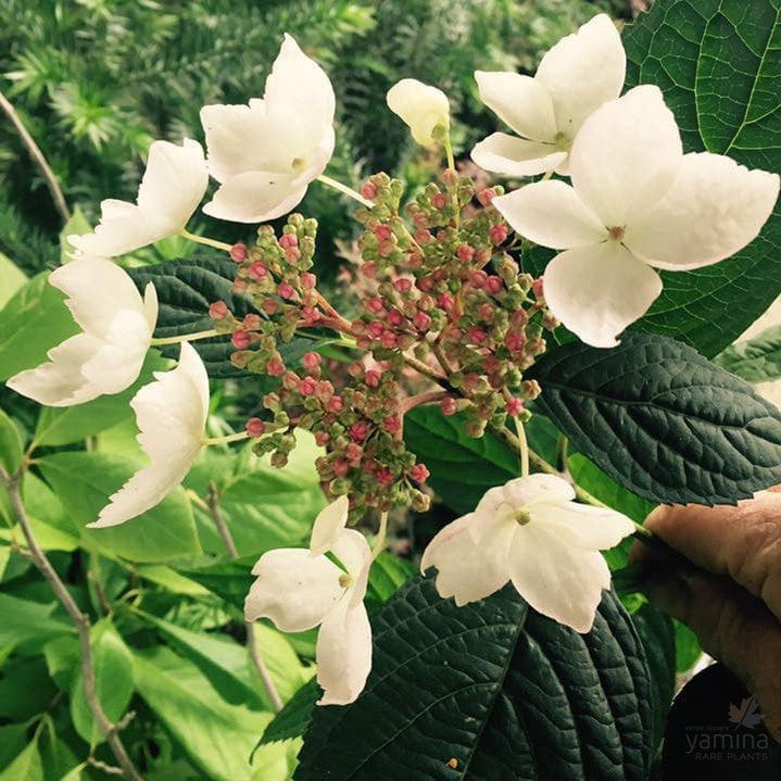 Hydrangea serrata Rosalba 2