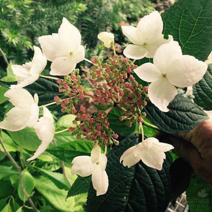 Hydrangea serrata Rosalba 3