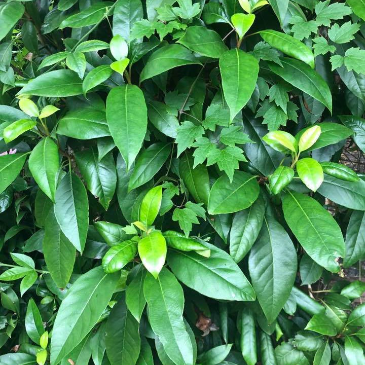 Hydrangea seemanii-Yamina Rare Plants