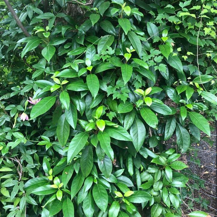 Hydrangea seemanii-Yamina Rare Plants