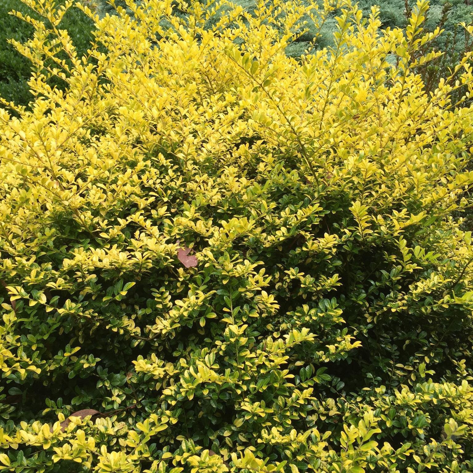 Ilex crenata Golden Gem 1