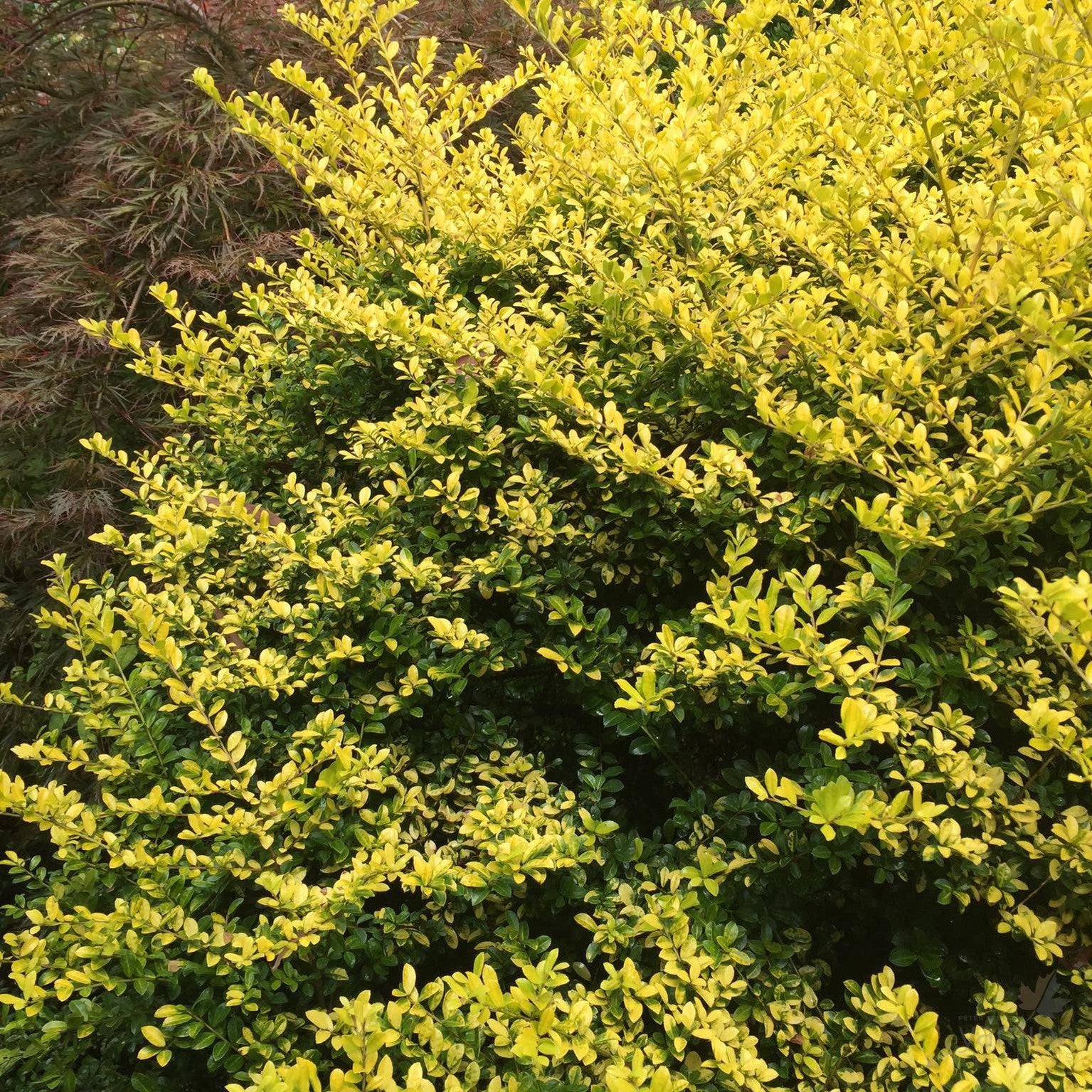 Ilex crenata Golden Gem 2