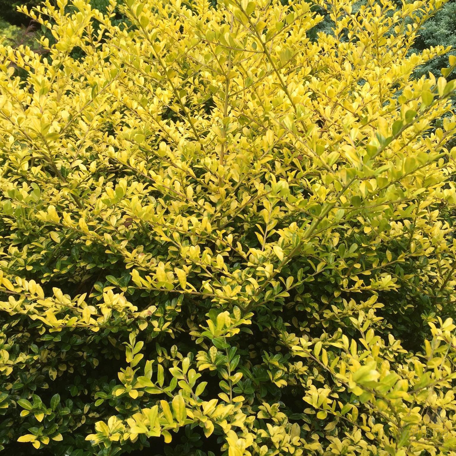 Ilex crenata Golden Gem 3