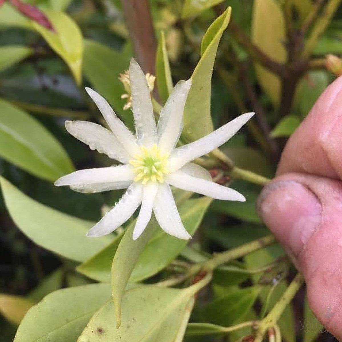 Illicium anisatum (Japanese Anise Tree) 1