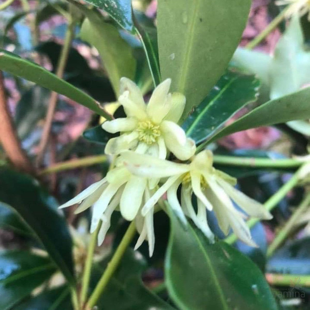 Illicium anisatum (Japanese Anise Tree) 2
