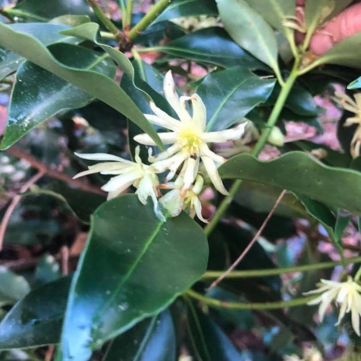 Illicium anisatum (Japanese Anise Tree) 3