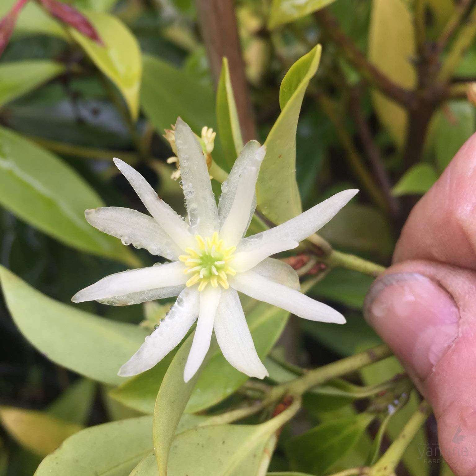 Illicium anisatum (Japanese Anise Tree) 4