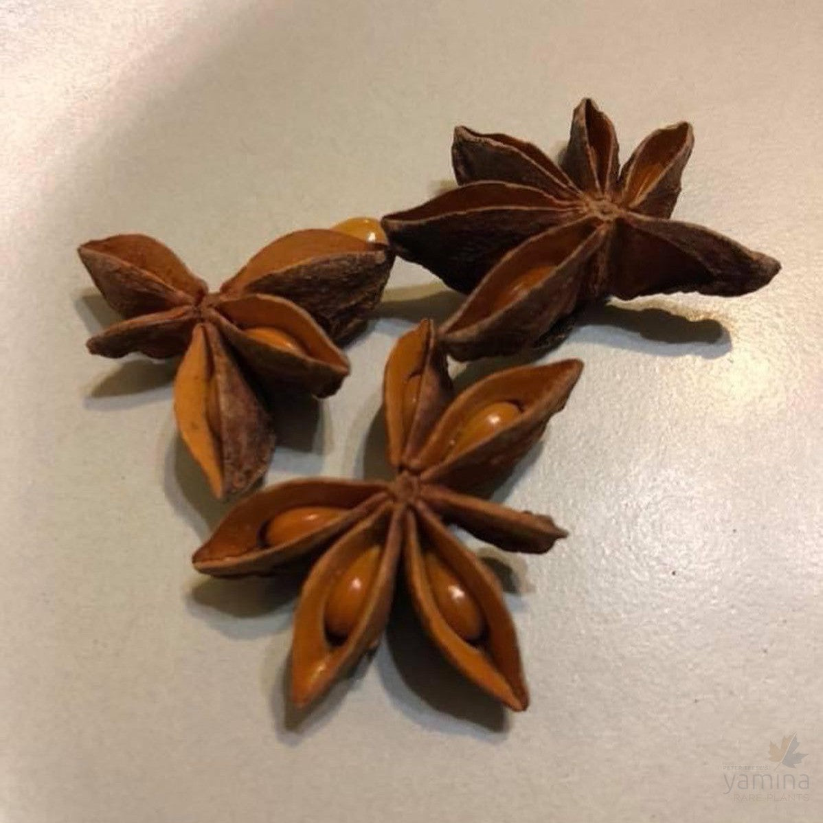 Illicium verum Chinese Viernamese Star Anise 2