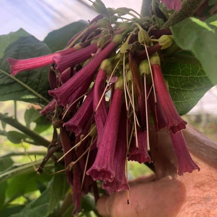 Iochroma Wine Red 1