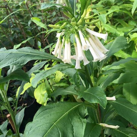 Iochroma Wooly White 2