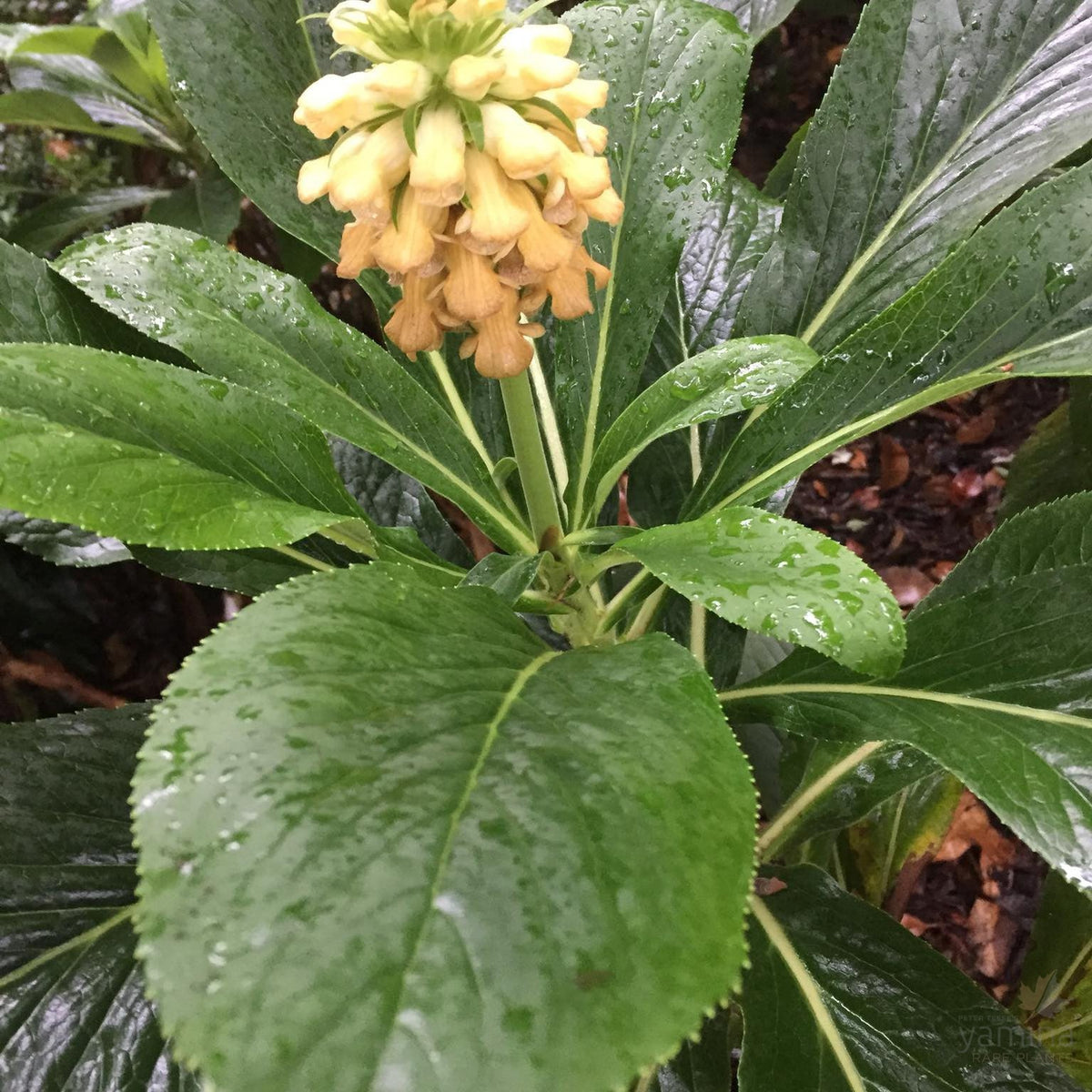 Isoplexsis sceptrum