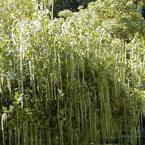 Itea illicifolia (Holly Sweetspire) 1
