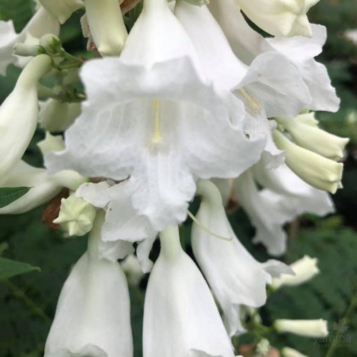 Jacaranda mimosaefolia White Christmas 1