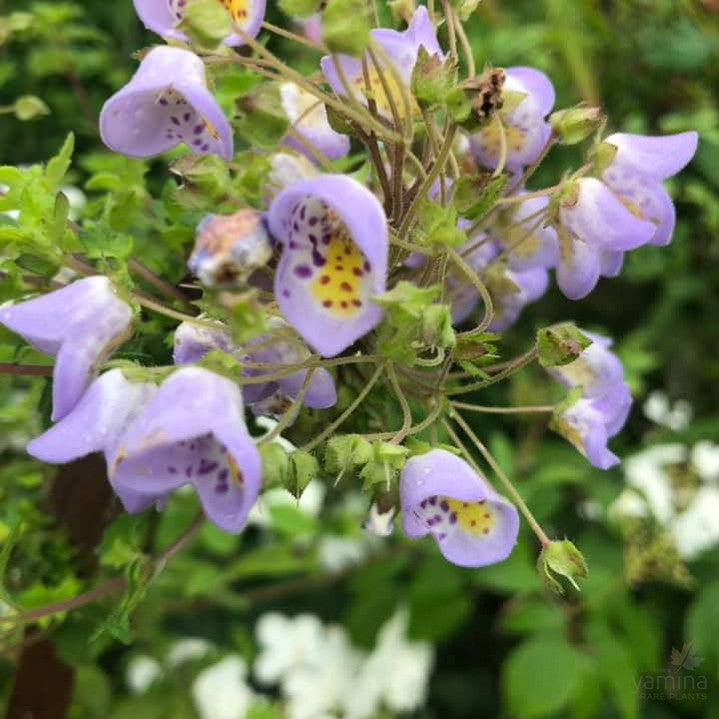 Jovellana violacea 1