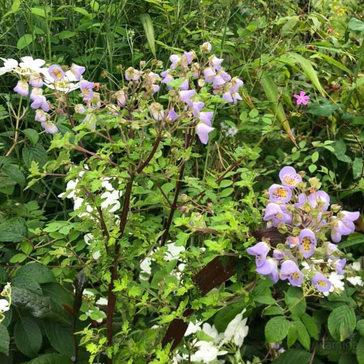 Jovellana violacea 2