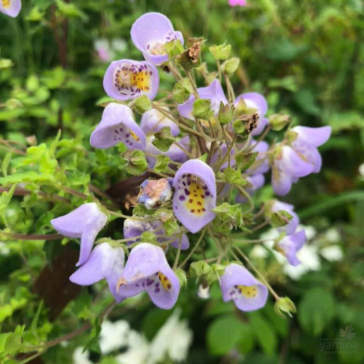 Jovellana violacea 3
