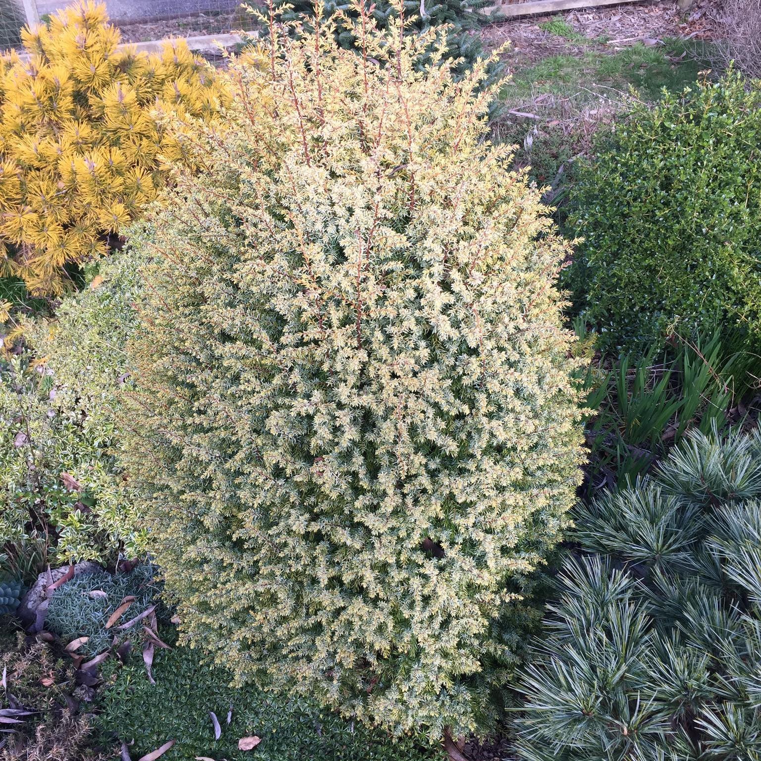 Juniperus communis Gold Cone 1