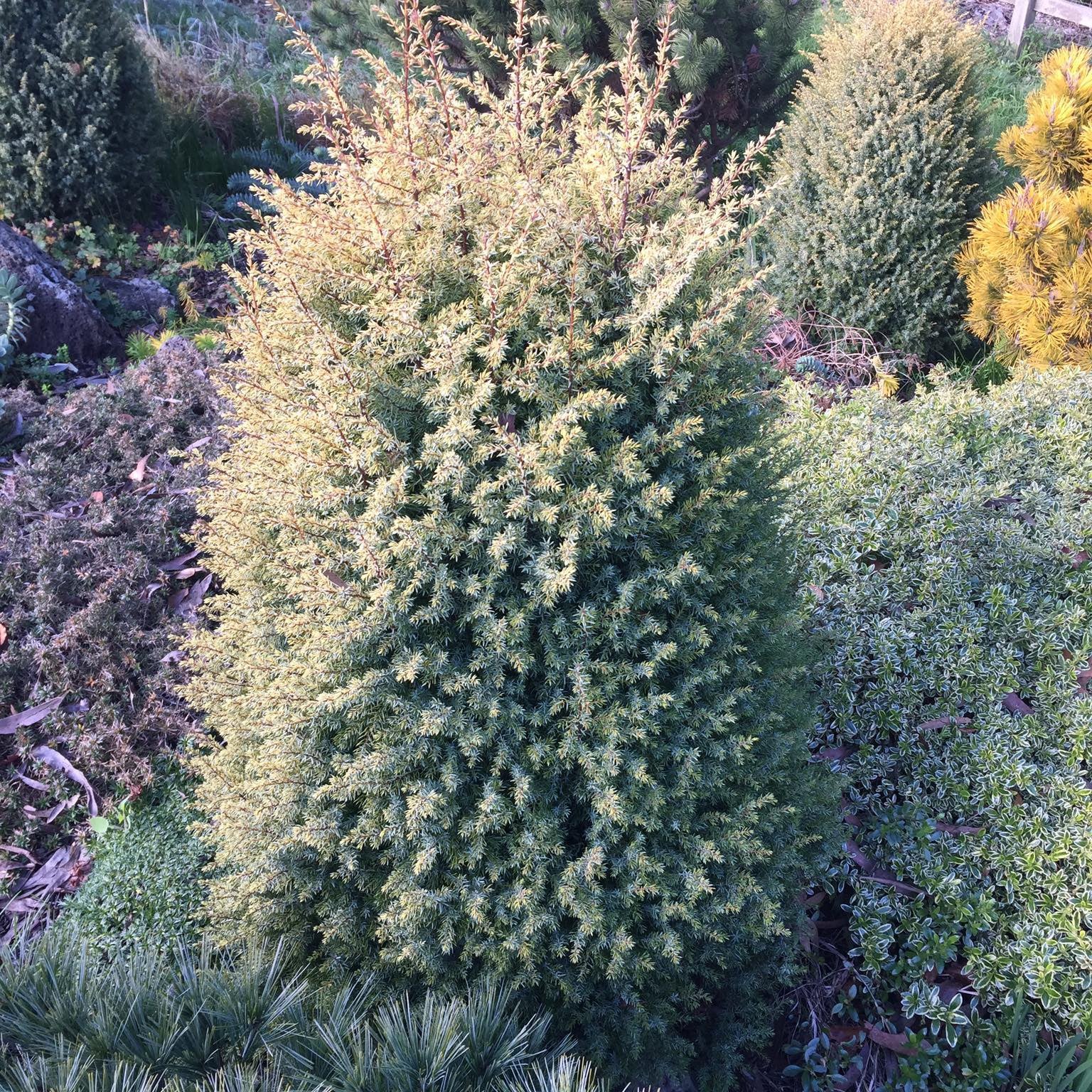 Juniperus communis Gold Cone 2