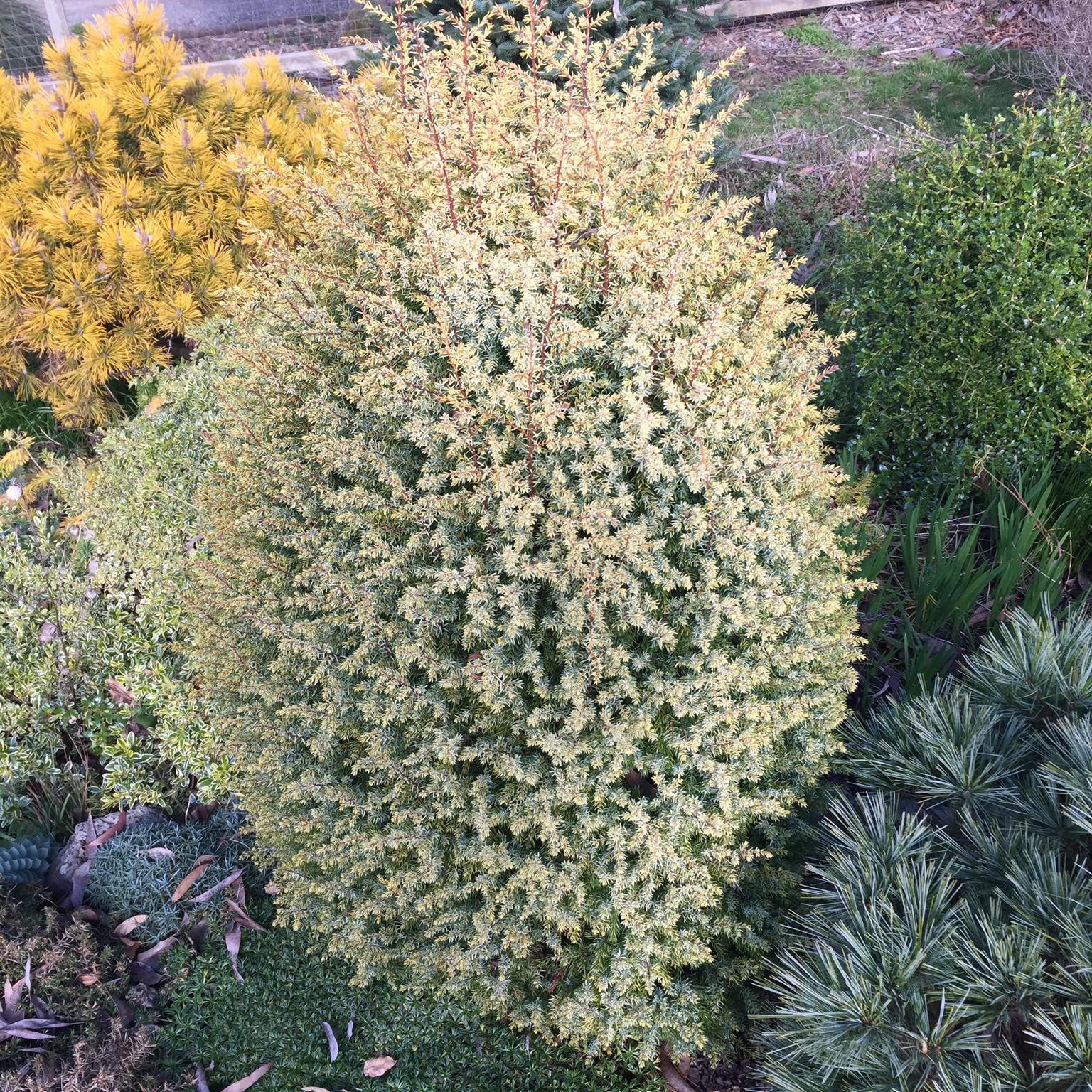 Juniperus communis Gold Cone 3