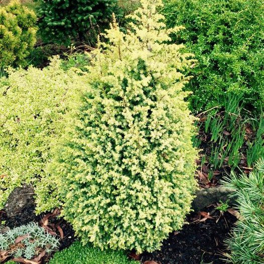 Juniperus communis Gold Cone 4