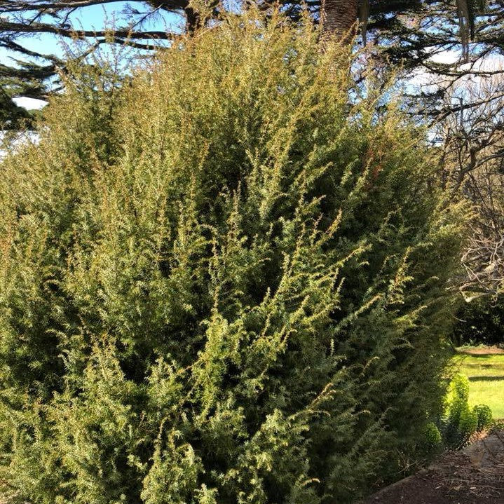 Juniperus communis (female) 2