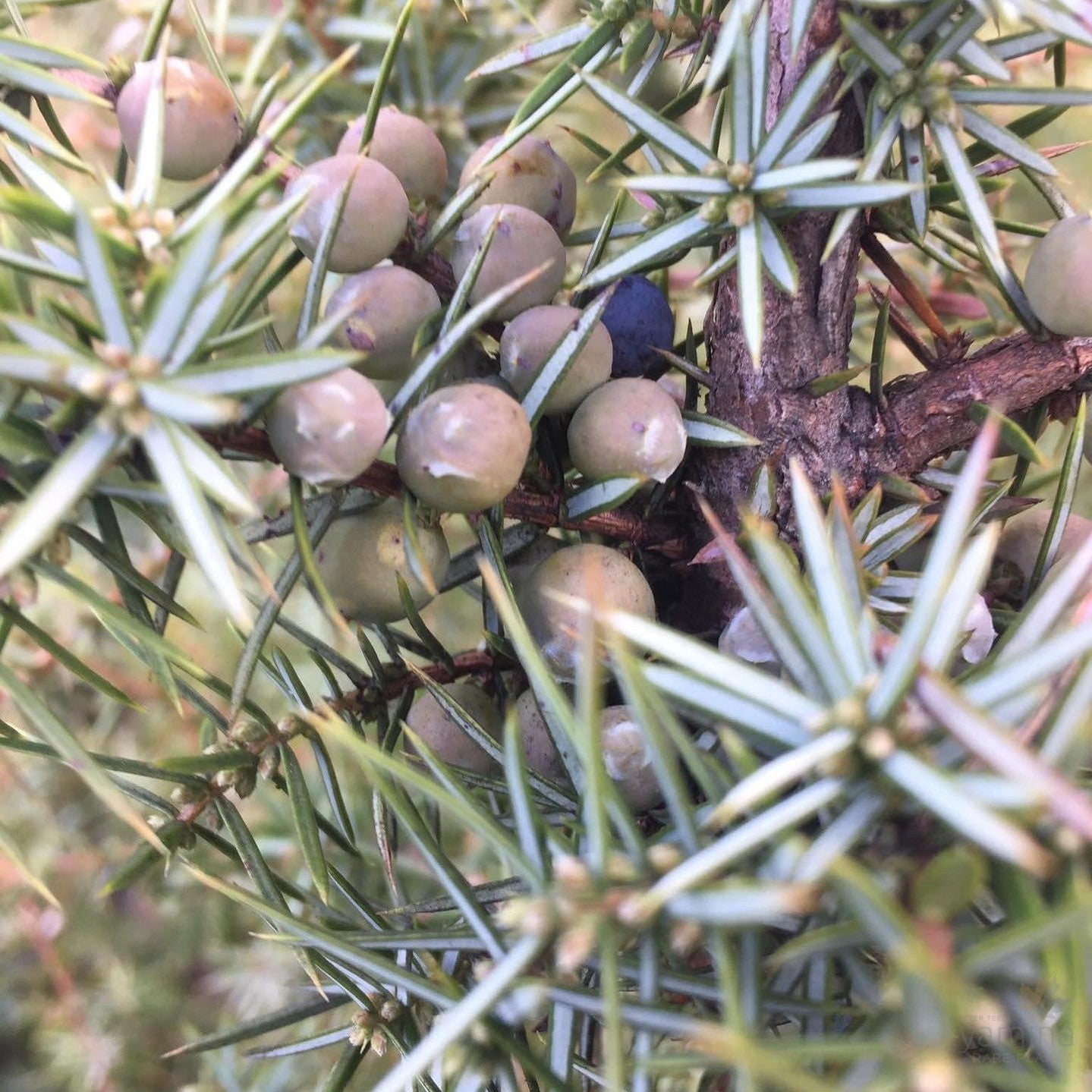 Juniperus communis (female) 3