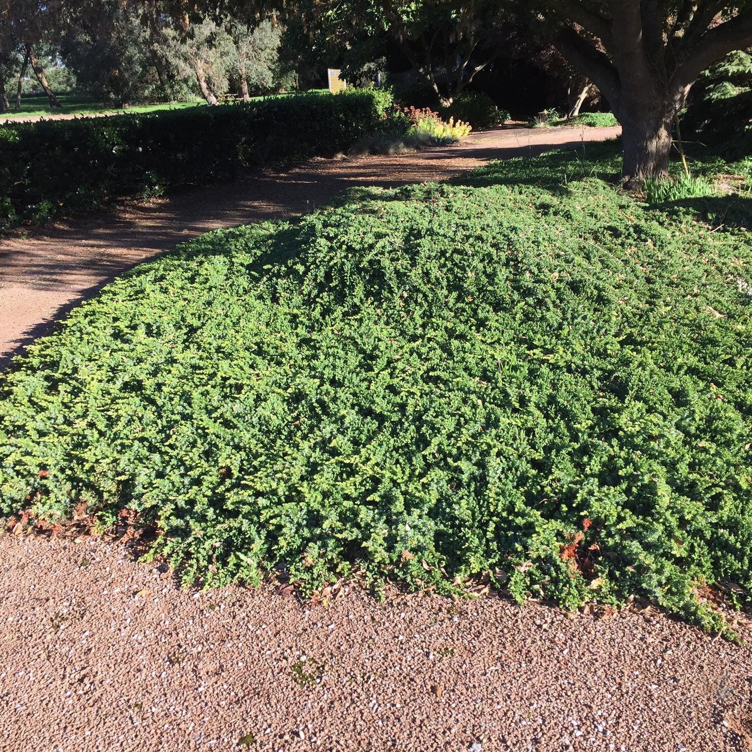 Juniperus pingii Squamata Prostrata 1