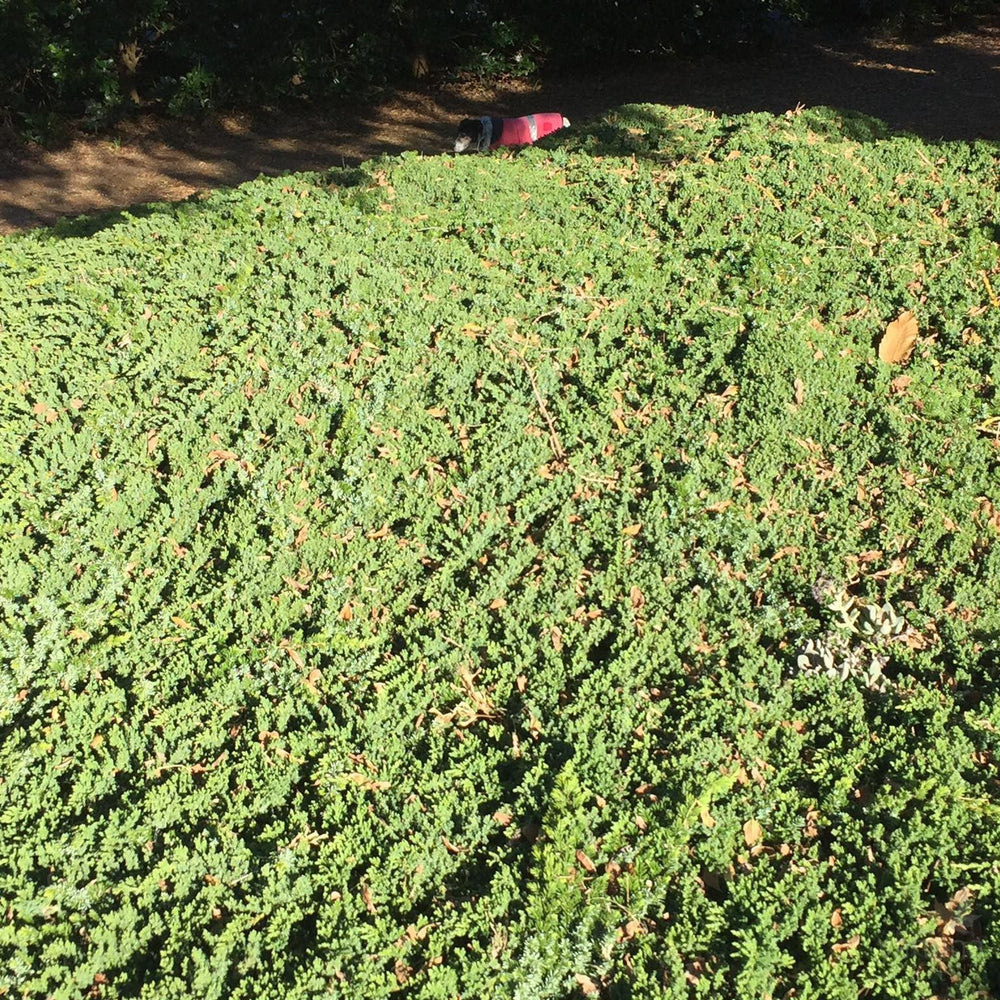 Ground Covers