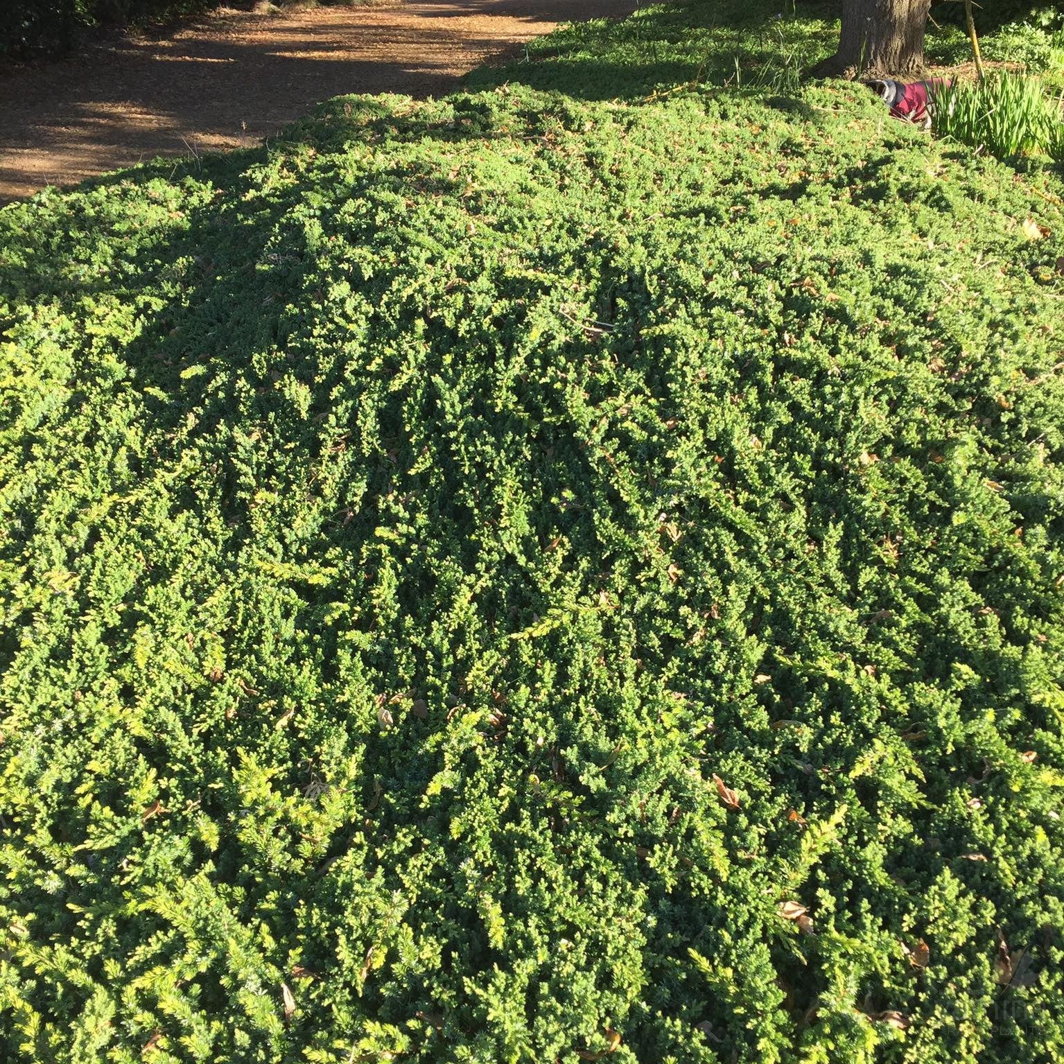 Juniperus pingii Squamata Prostrata 3