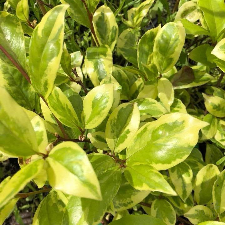 Kadsura japonica Fukurin (variegated) 2