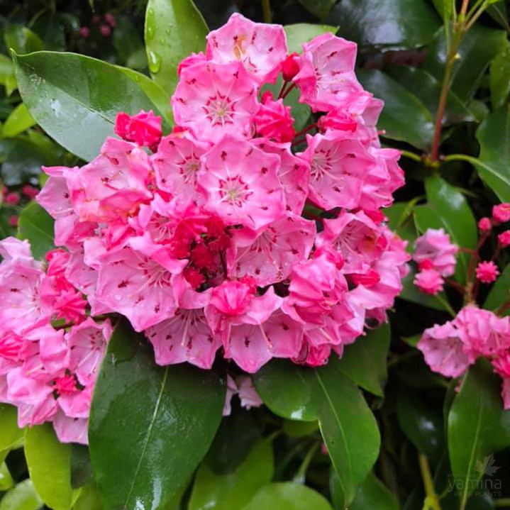 Kalmia latifolia Clementine Churchill 3