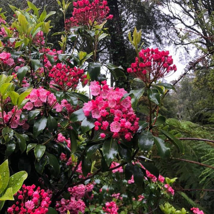 Kalmia latifolia Clementine Churchill 4