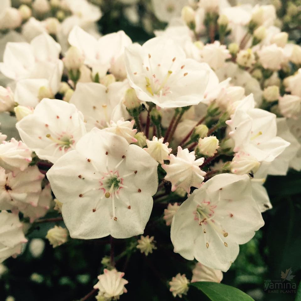 Kalmia latifolia Elf 1