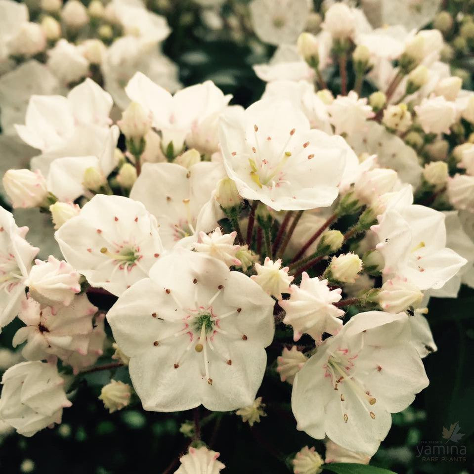 Kalmia latifolia Elf 2