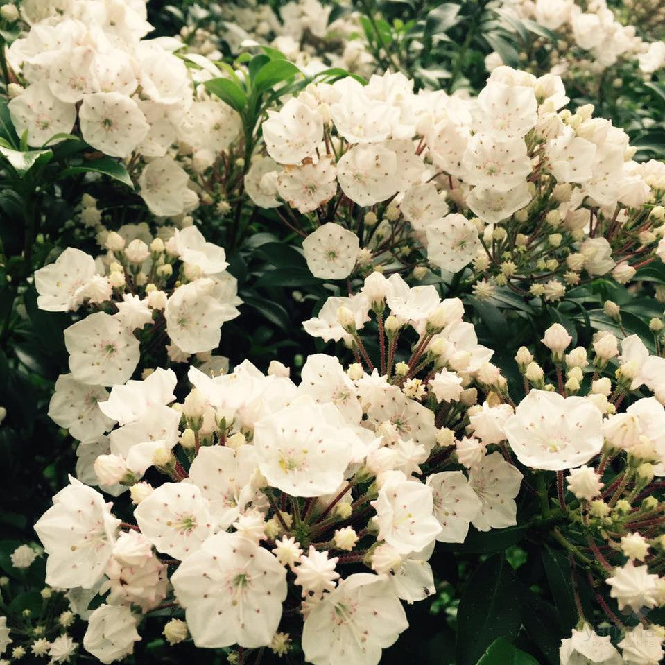 Kalmia latifolia Elf 3