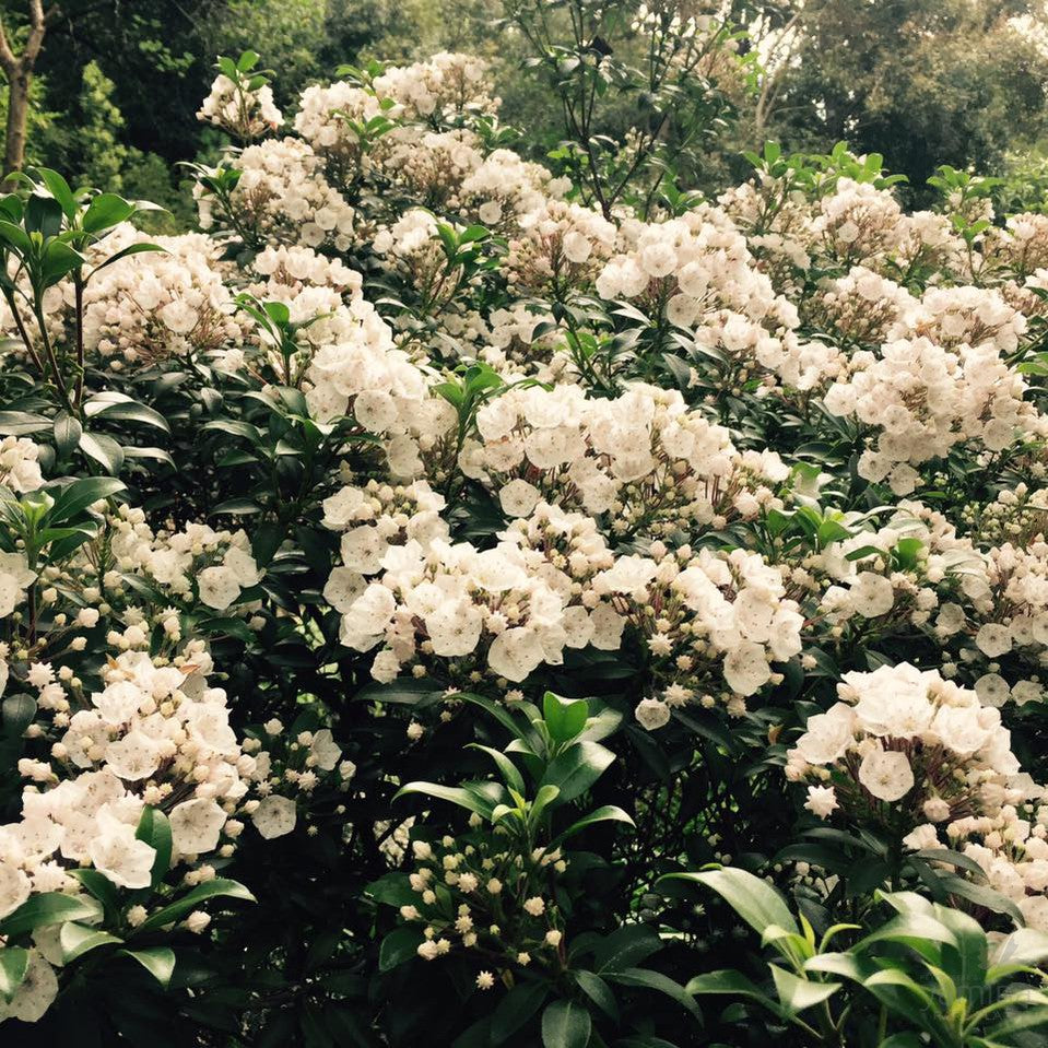 Kalmia latifolia Elf 4