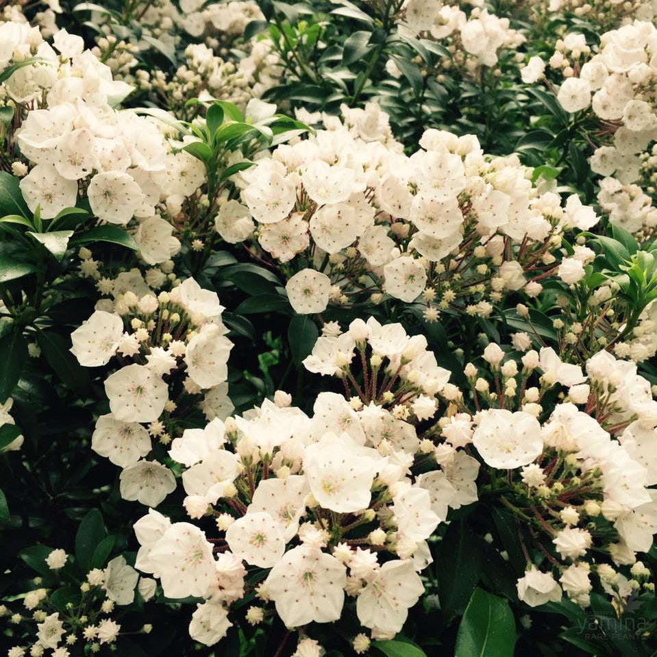 Kalmia latifolia Elf 5