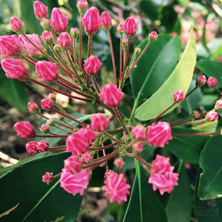 Kalmia latifolia (Mountain Laurel) 1