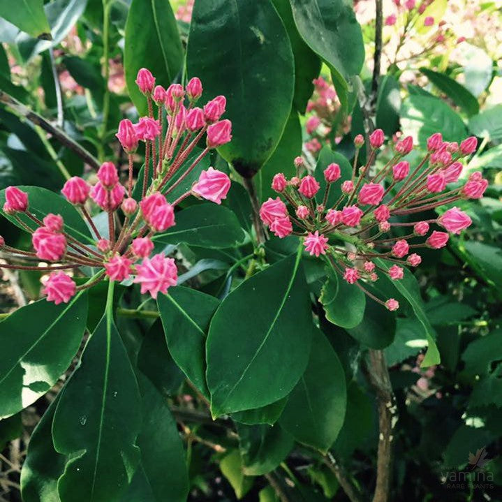 Kalmia latifolia (Mountain Laurel) 2