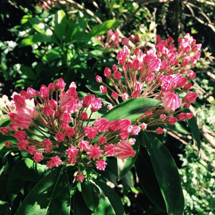 Kalmia latifolia (Mountain Laurel) 3