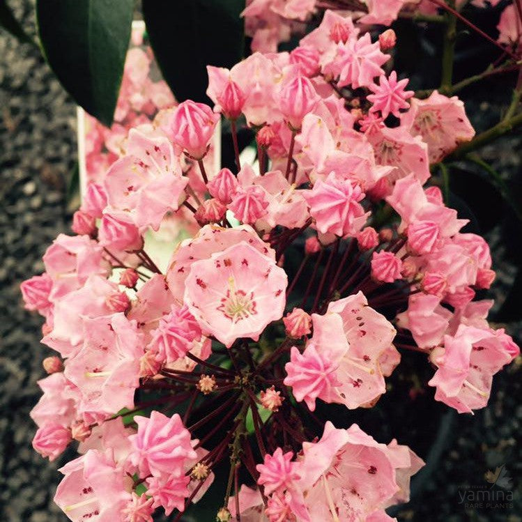 Kalmia latifolia (Mountain Laurel) 4