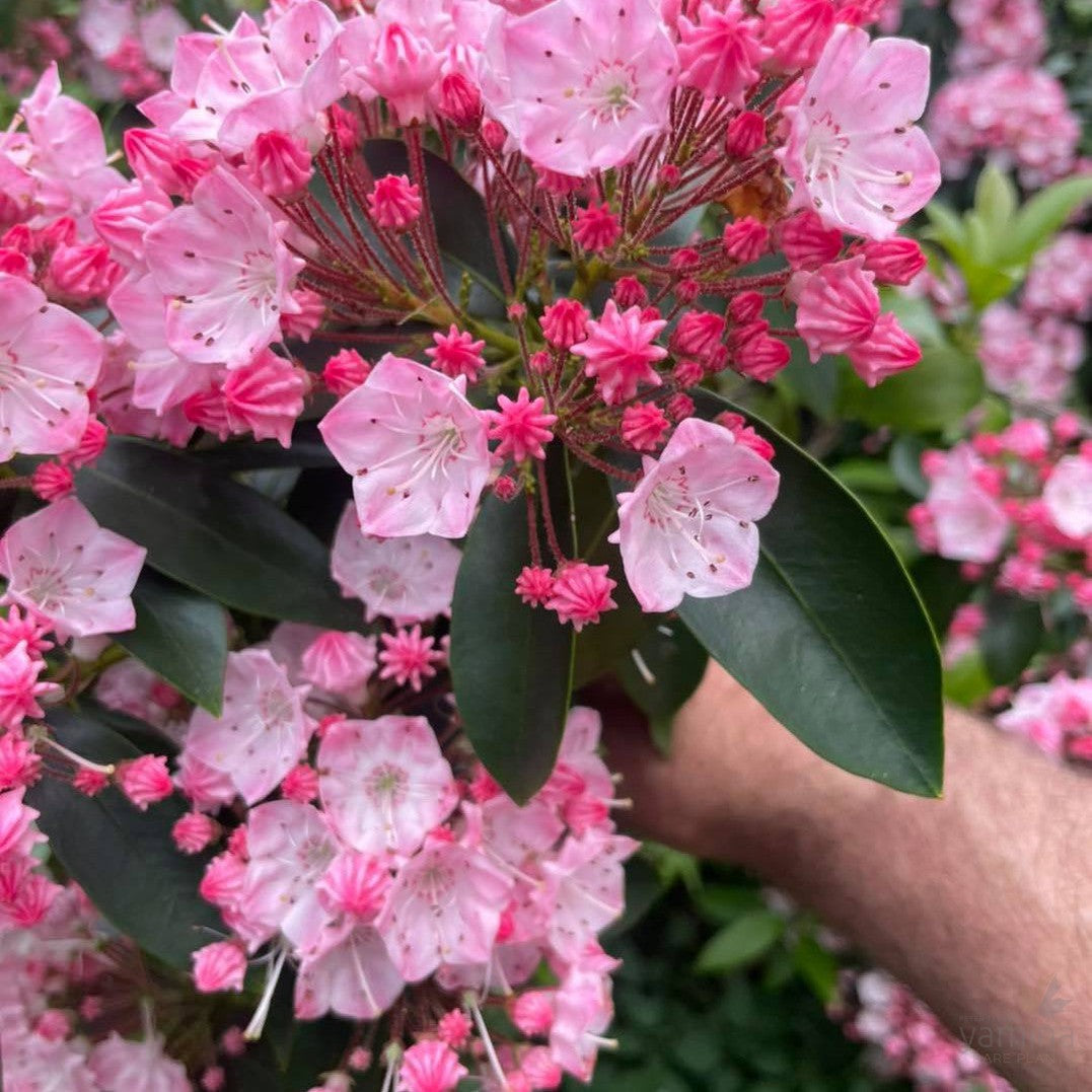 Kalmia latifolia (Mountain Laurel) 5