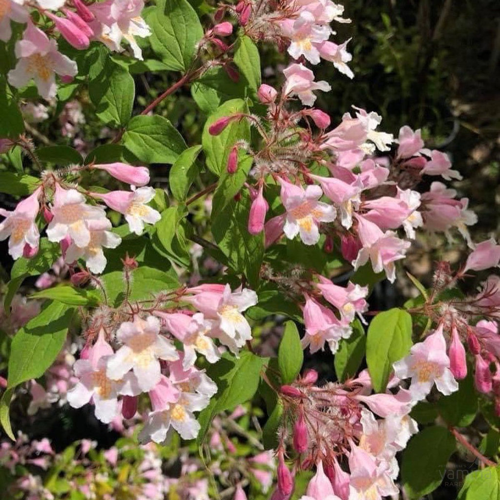 kolkwitzia-amabilis-pink-cloud