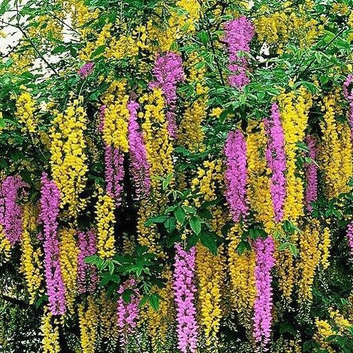 Laburnocytisus Adamii Pink 1