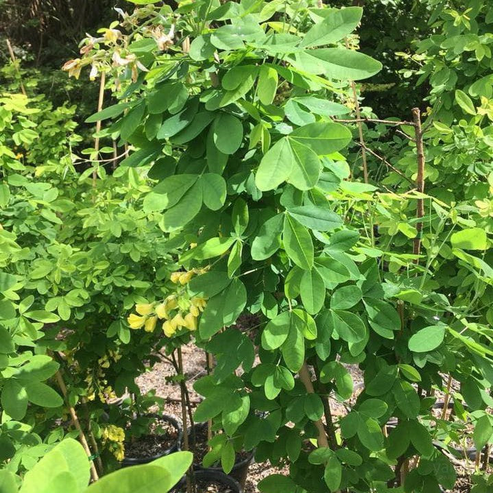 Laburnum alpinum Pendula (standard) 1