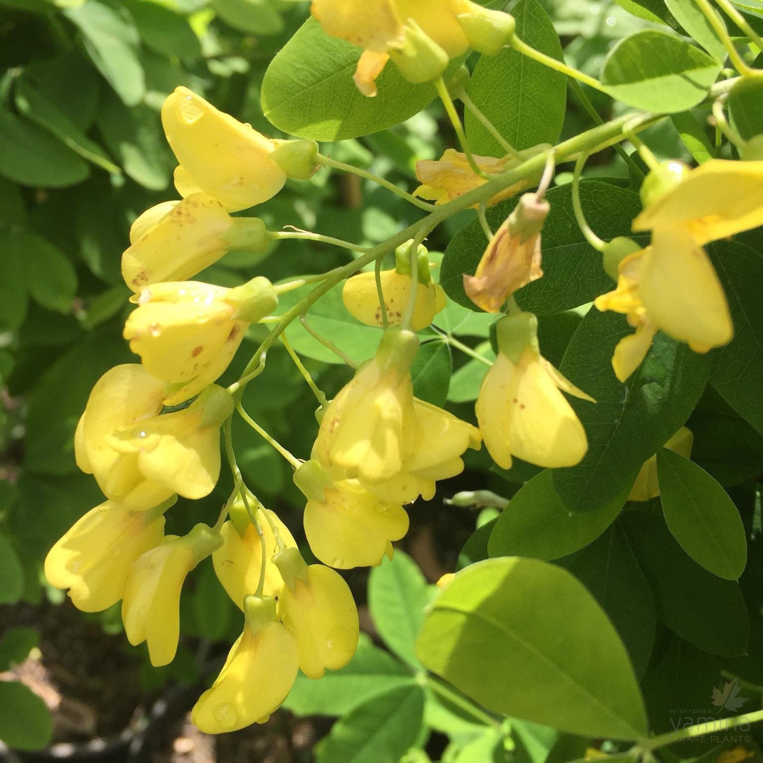 Laburnum alpinum Pyramidale 1