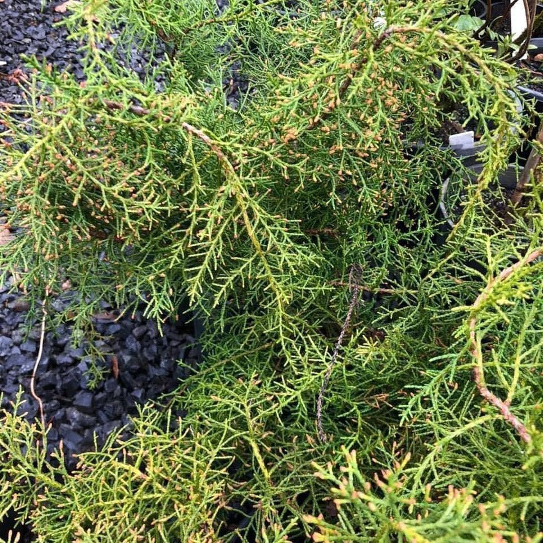 Lagarostrobus franklinii (Huon Pine) 2